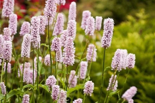 Persicaria affinis 'Superba' Persicaria affinis 'Superba'
