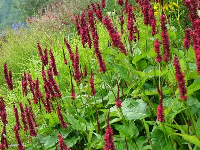 Persicaria ampl. 'Blackfield' (Kerzenknöterich)