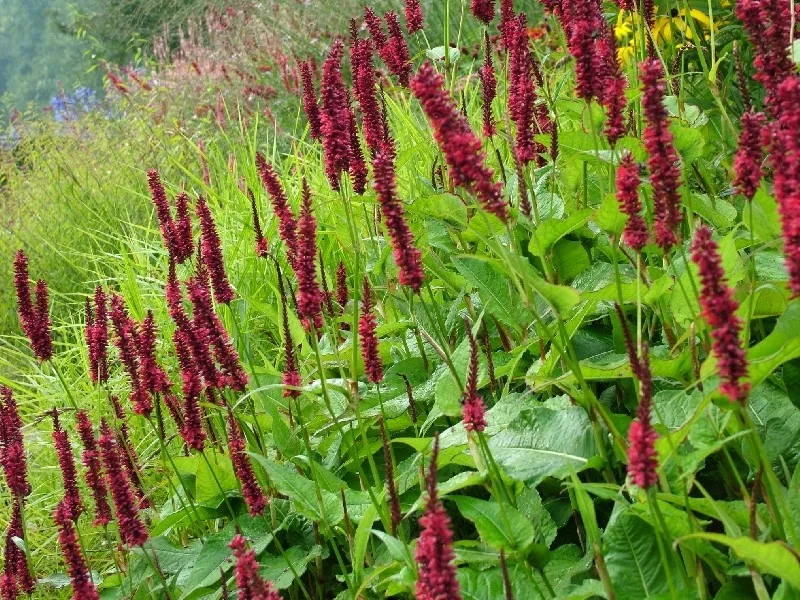 Persicaria amplexicaulis 'Blackfield'