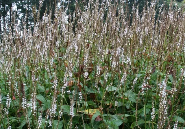 Persicaria amplexicaulis 'Alba' Persicaria amplexicaulis 'Alba'