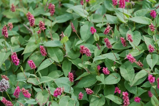 Persicaria a. 'Inverleith'