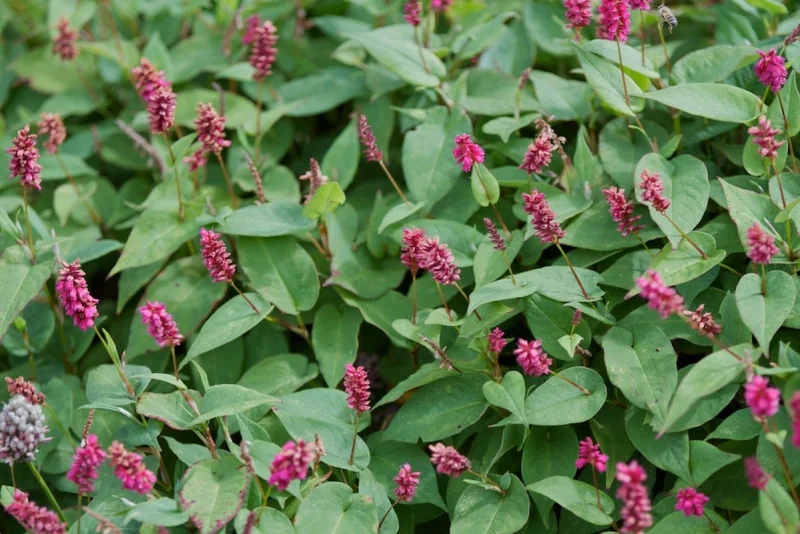 Persicaria amplexicaulis 'Inverleith'