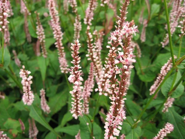 Persicaria amplexicaulis 'Rosea' Persicaria amplexicaulis 'Rosea'