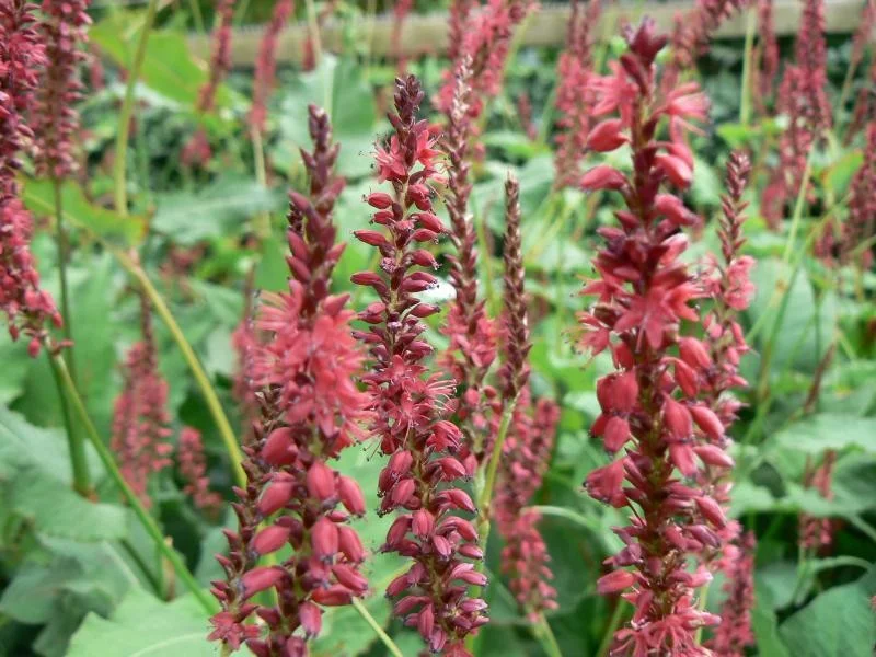 Persicaria amplexicaulis 'Speciosa'