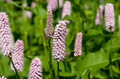 Persicaria bistorta Persicaria bistorta