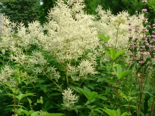 Persicaria polymorpha Persicaria polymorpha