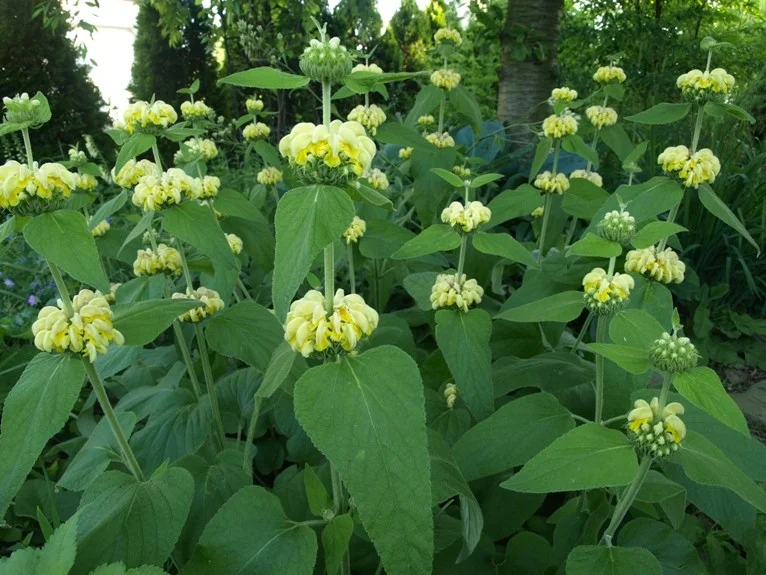 Phlomis russeliana