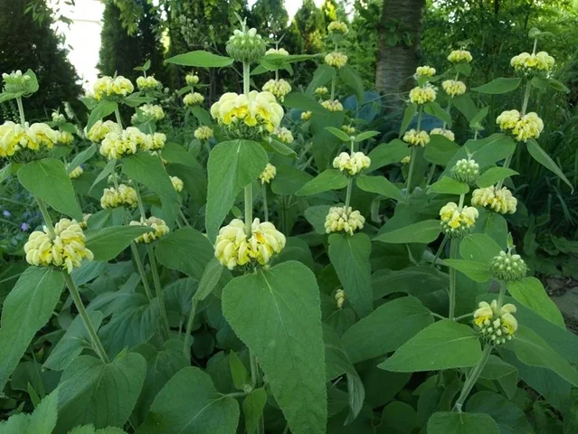 Phlomis russeliana (Syrisches Brandkraut)