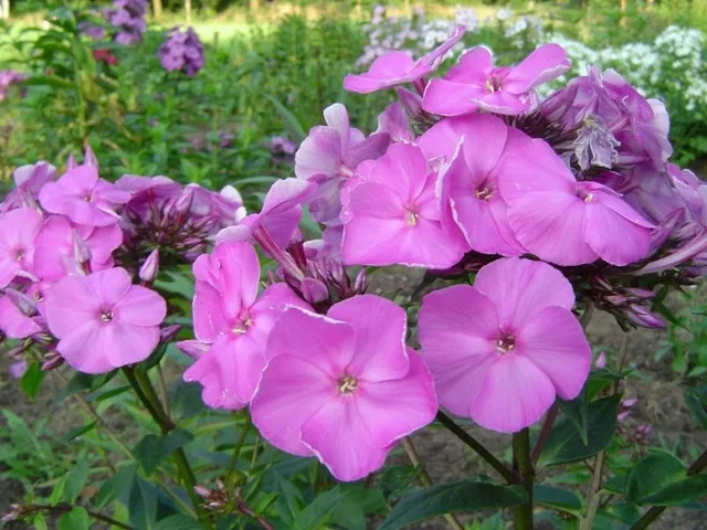 Phlox paniculata 'Amethyst'
