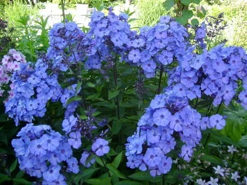 Phlox paniculata 'Blue Paradise'