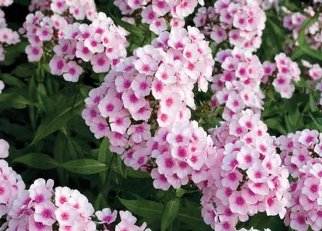 Phlox paniculata 'Bright Eyes'