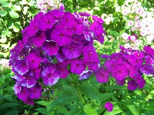 Phlox (P) 'Düsterlohe'