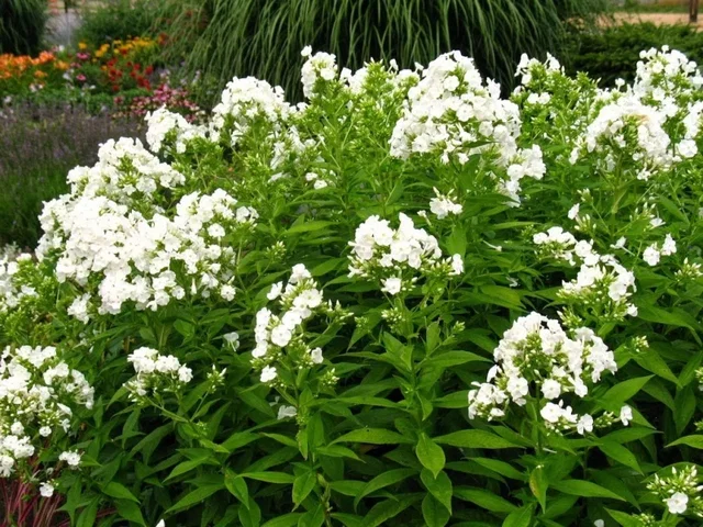 Phlox paniculata 'David'