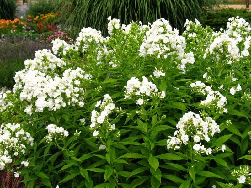Phlox paniculata 'David'