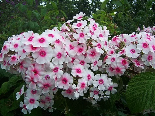 Phlox paniculata 'Europa'