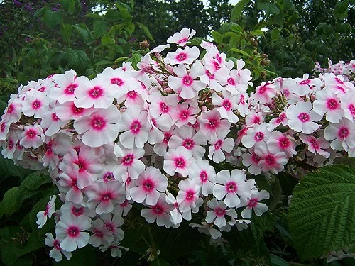 Phlox paniculata 'Europa'