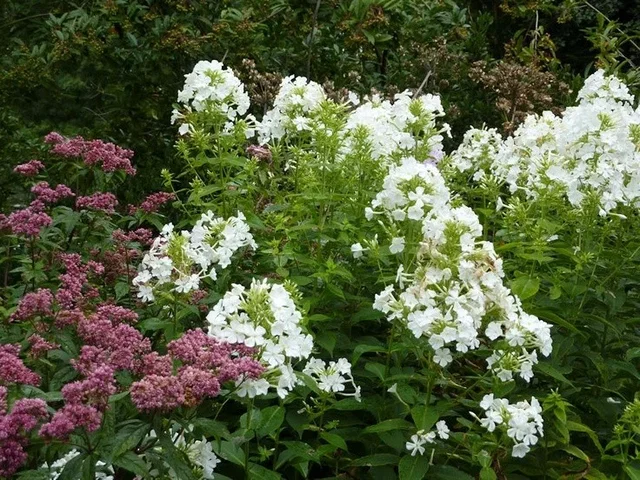 Phlox paniculata 'Fujiyama'