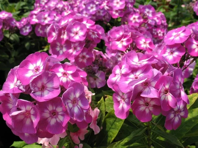 Phlox paniculata 'Laura'