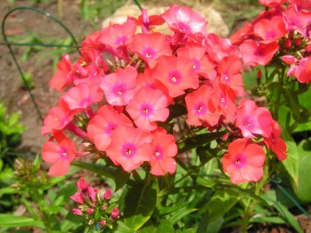 Phlox paniculata 'Orange Perfection'