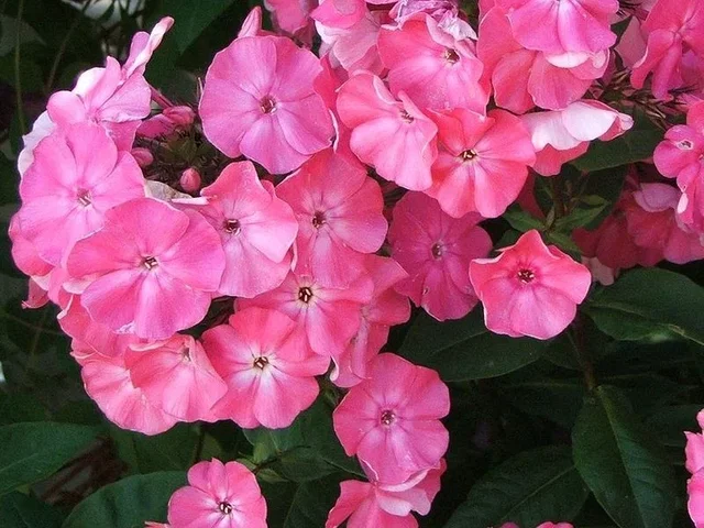 Phlox paniculata 'Rijnstroom'