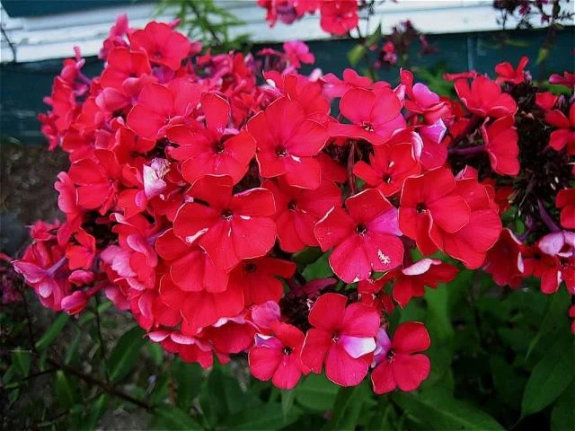 Phlox paniculata 'Starfire'
