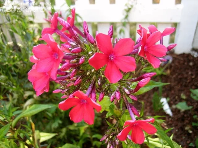Phlox paniculata 'Tenor'