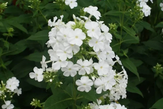 Phlox paniculata 'White Admiral'