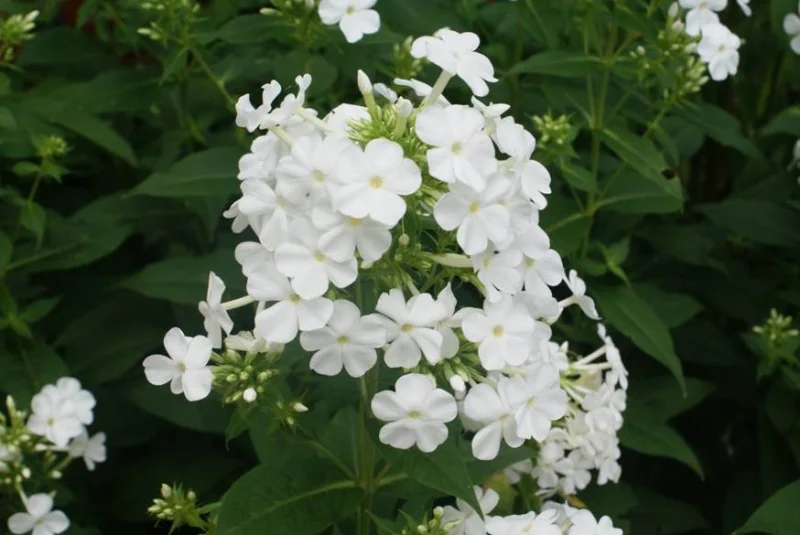 Phlox paniculata 'White Admiral'
