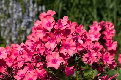 Phlox (P) 'Windsor'