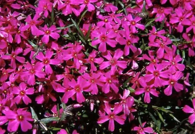 Phlox subulata 'Atropurpurea'