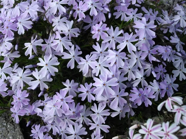 Phlox subulata 'Emerald Cushion Blue'