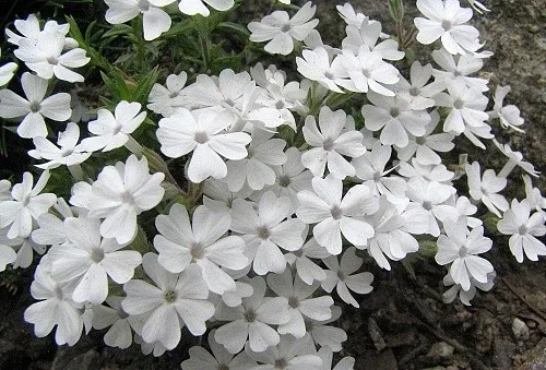Phlox subulata 'Maischnee'