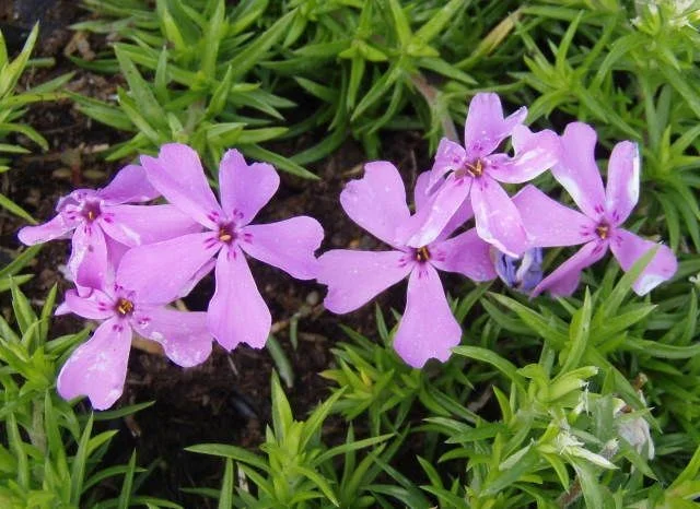 Phlox subulata 'Moerheimii'