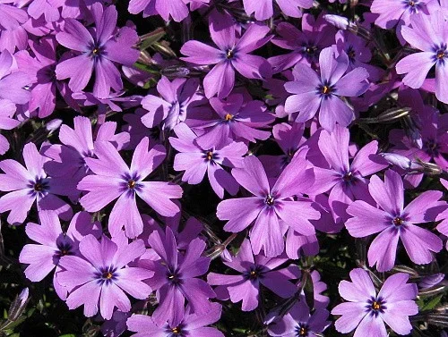 Phlox subulata 'Purple Beauty'