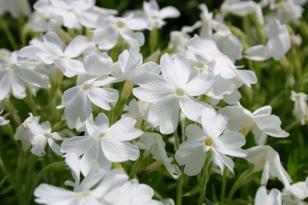 Phlox subulata 'White Delight'