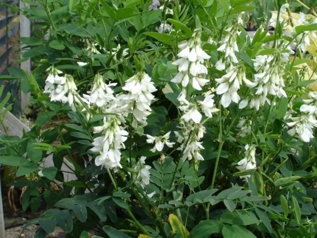 Physostegia virginiana 'Alba'