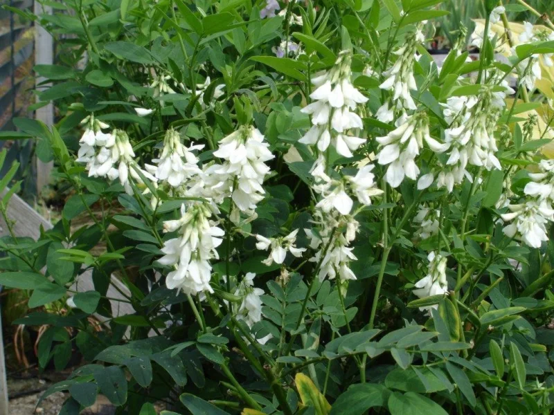 Physostegia virginiana 'Alba'