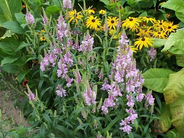 Physostegia virginiana 'Bouquet Rose'