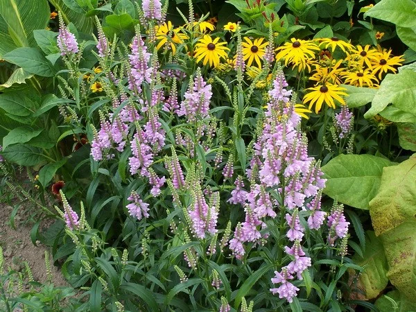 Physostegia virginiana 'Bouquet Rose'