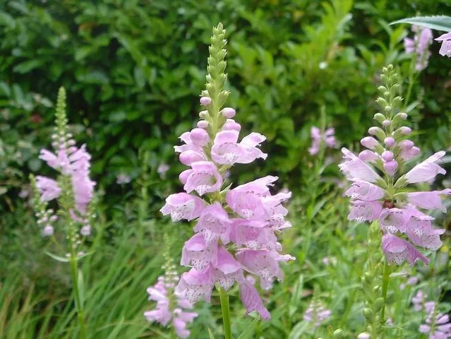 Physostegia virginiana 'Rosea'