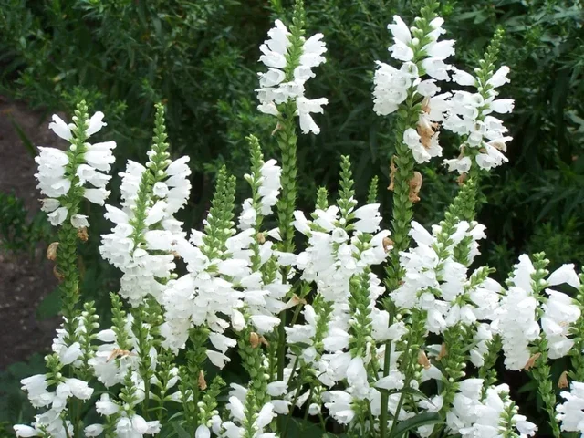 Physostegia virginiana 'Summer Snow'
