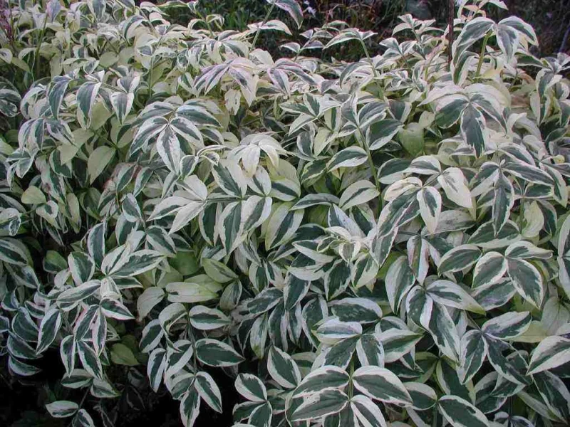 Polemonium reptans 'Stairway to Heaven'
