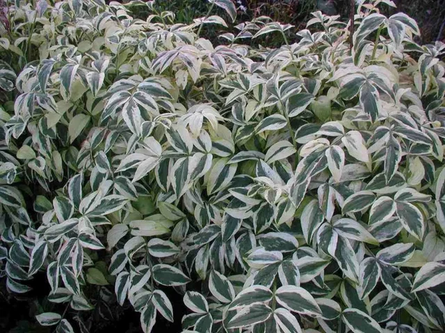 Polemonium r. 'Stairway to Heaven'