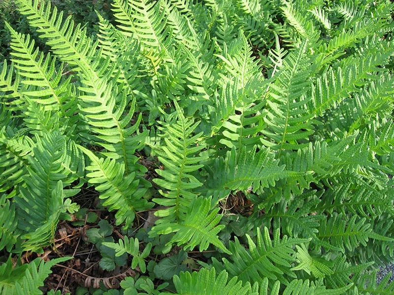 Polypodium vulgare