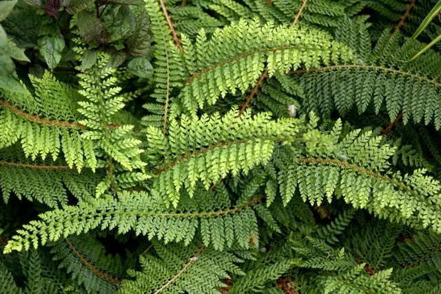 Polystichum polyblepharum