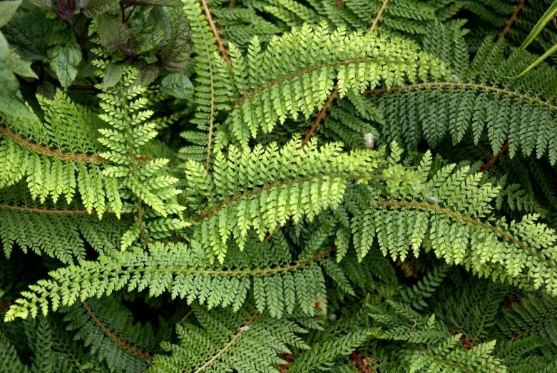 Polystichum polyblepharum
