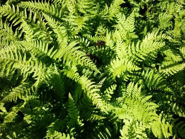 Polystichum setiferum 'Dahlem'