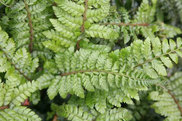 Polystichum setiferum 'Herrenhausen'
