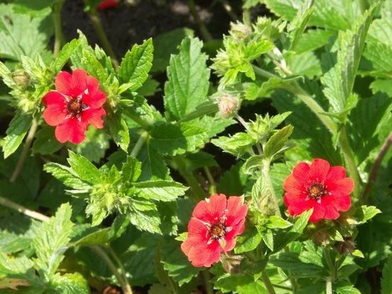 Potentilla 'Gibson's Scarlet'