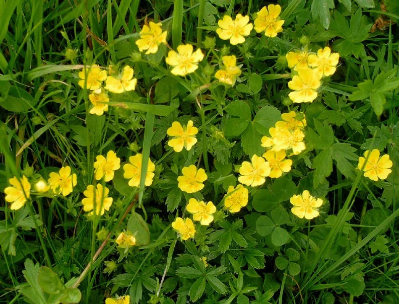 Potentilla aurea